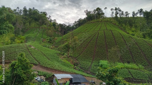 rice terraces bali