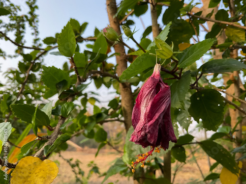 wilted, deep red hibiscus flower hanging downwards from its stem, Shriveled up red flower dangling dead from stem.