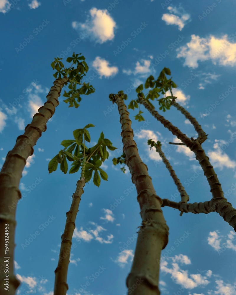Fototapeta premium Looking Up at the Sky