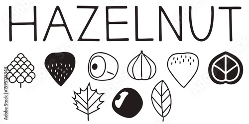 Black and White Hazelnut Illustration with Hazelnut Elements on Transparent Background This black white hazelnut