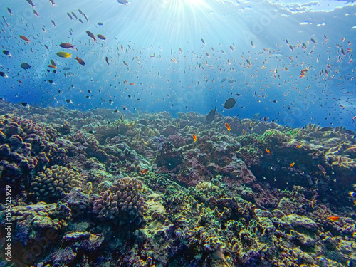 Fototapeta Naklejka Na Ścianę i Meble -  Beautiful tropical coral reef scene with shoals of fish