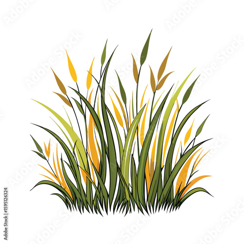 Bunch of tall green and yellow grasses with fuzzy seed heads on a white background