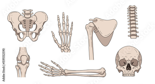 Detailed anatomical illustrations of human skeletal parts including pelvis hand shoulder elbow wrist spine and skull