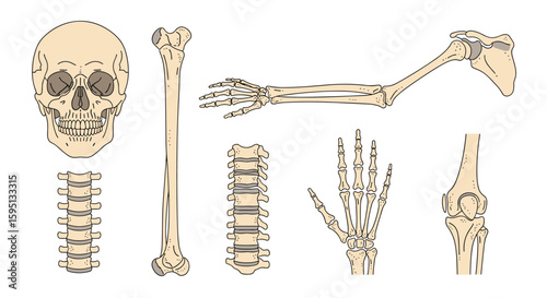 Anatomy collection featuring human skeletal components including skull femur vertebrae and hand joints