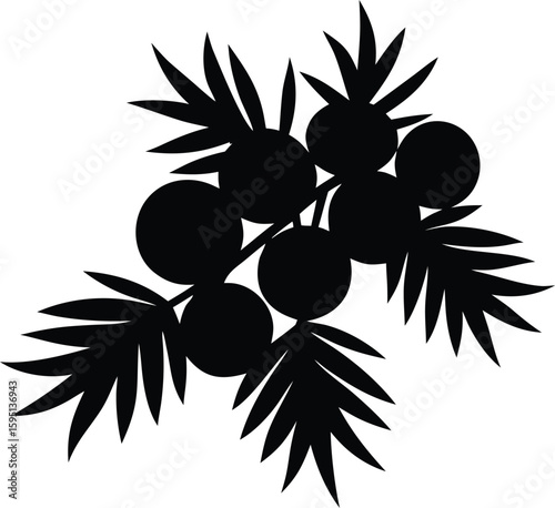 juniper berries silhouette vector illustration