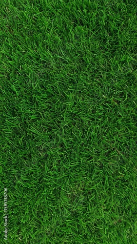 Wallpaper Mural Lush green grass texture covering the entire frame, providing a fresh lawn background, great for landscaping, and garden related concepts and presentations Torontodigital.ca