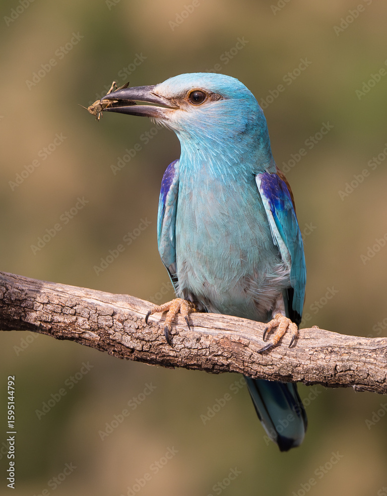 Obraz premium European Roller eating a Cricket