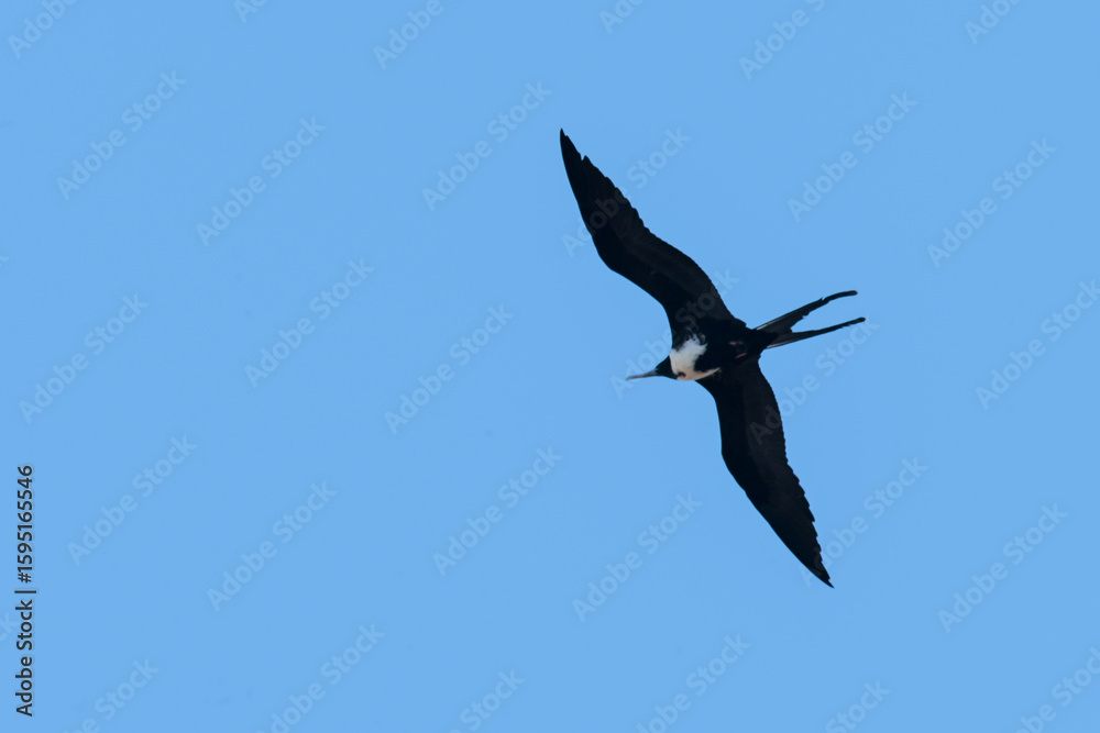 Obraz premium Beneath a canvas of endless blue, a lone frigatebird dances with the wind — its wings, sharp as ink-strokes on sky, cutting through silence with effortless grace. Carried by unseen currents, it drifts