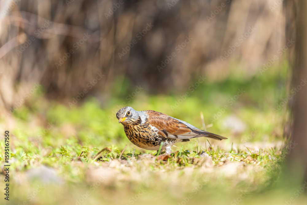 Fototapeta premium Wood bird Fieldfare, Turdus pilaris, on a sprng lawn.