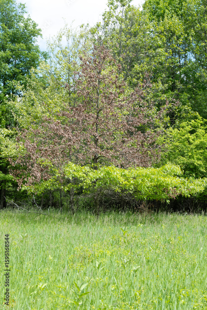 Obraz premium Early Summer in a Verdant Landscape