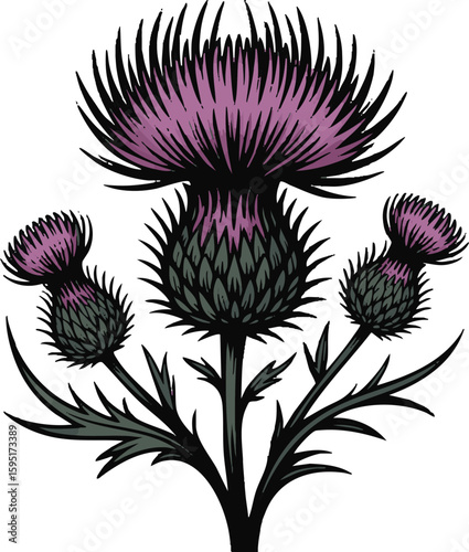 Detailed illustration of a purple thistle flower with spiky petals and leaves