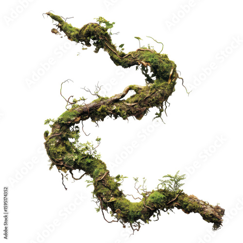 jungle tree limb with climbing vines, moss growth, and cracked surface isolated on transparent background