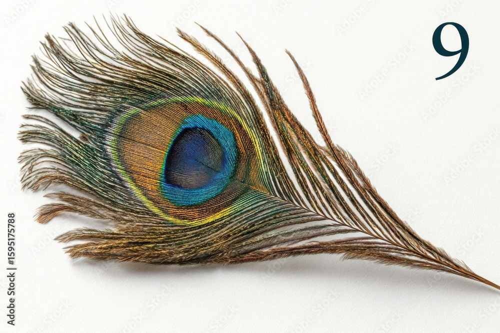 Fototapeta premium Close-up peacock feather, vibrant colors