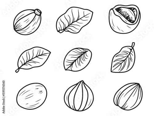 minimalist nutmeg spice line art vector drawing for creative projects