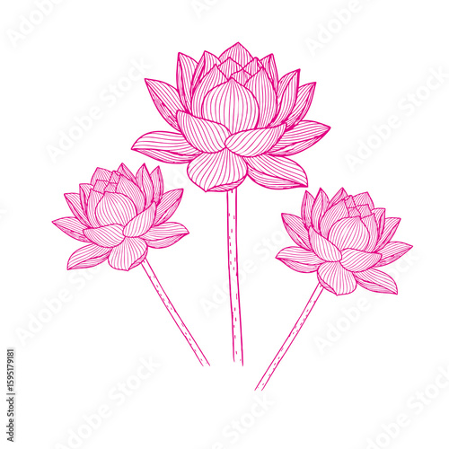 Wallpaper Mural Three delicate pink lotus flowers depicted with fine line art on a black background Torontodigital.ca