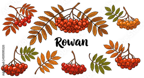 Rowan berries and leaves illustrated with autumn colors on transparent background  