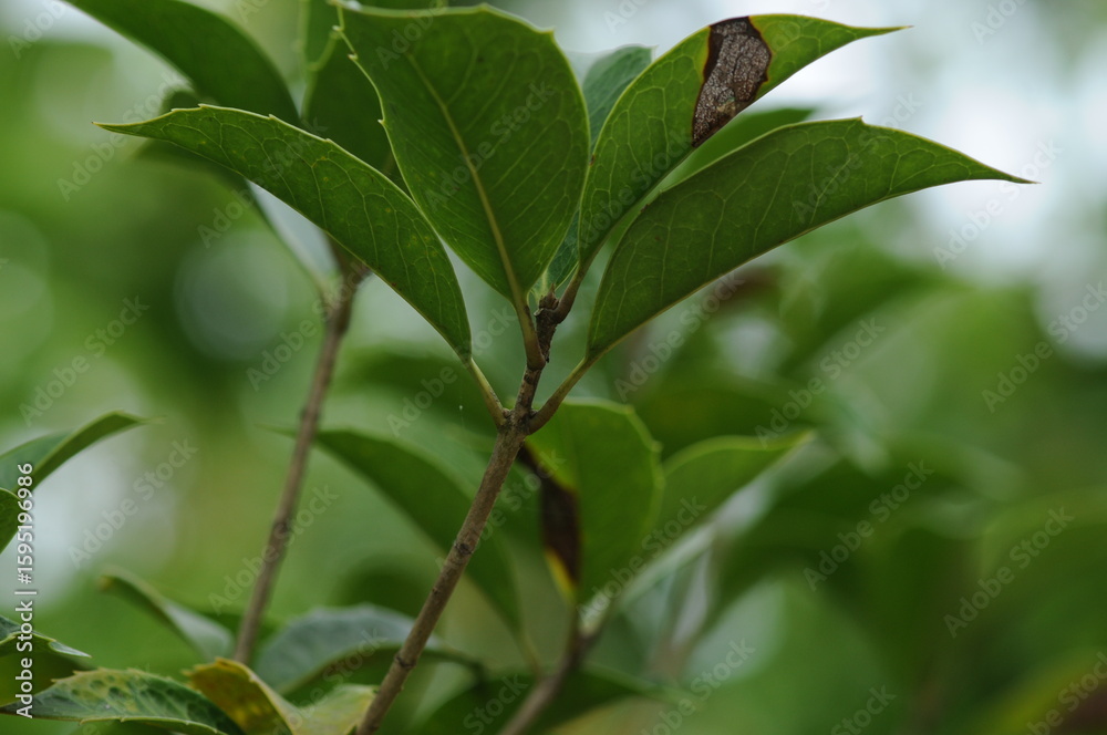 New shoot of Osmanthus fragrans in spring New shoot of Osmanthus fragrans in spring