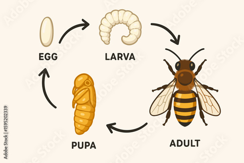 Life Cycle of a Honeybee - Educational Diagram