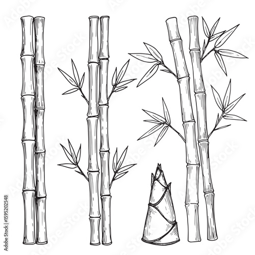 Detailed black and white illustration of bamboo stems and leaves in a botanical arrangement