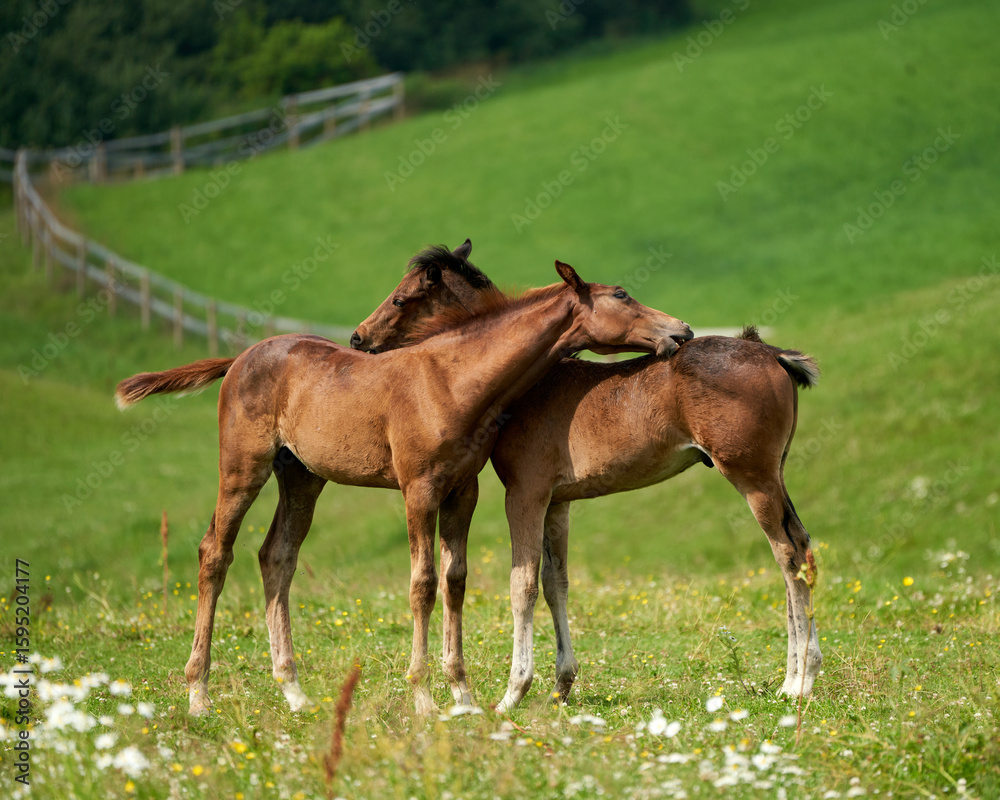 Fototapeta premium Tender Bond Between Brown Foal Siblings Amidst Wildflowers in a Summer Pasture, Lørenskog, Norway