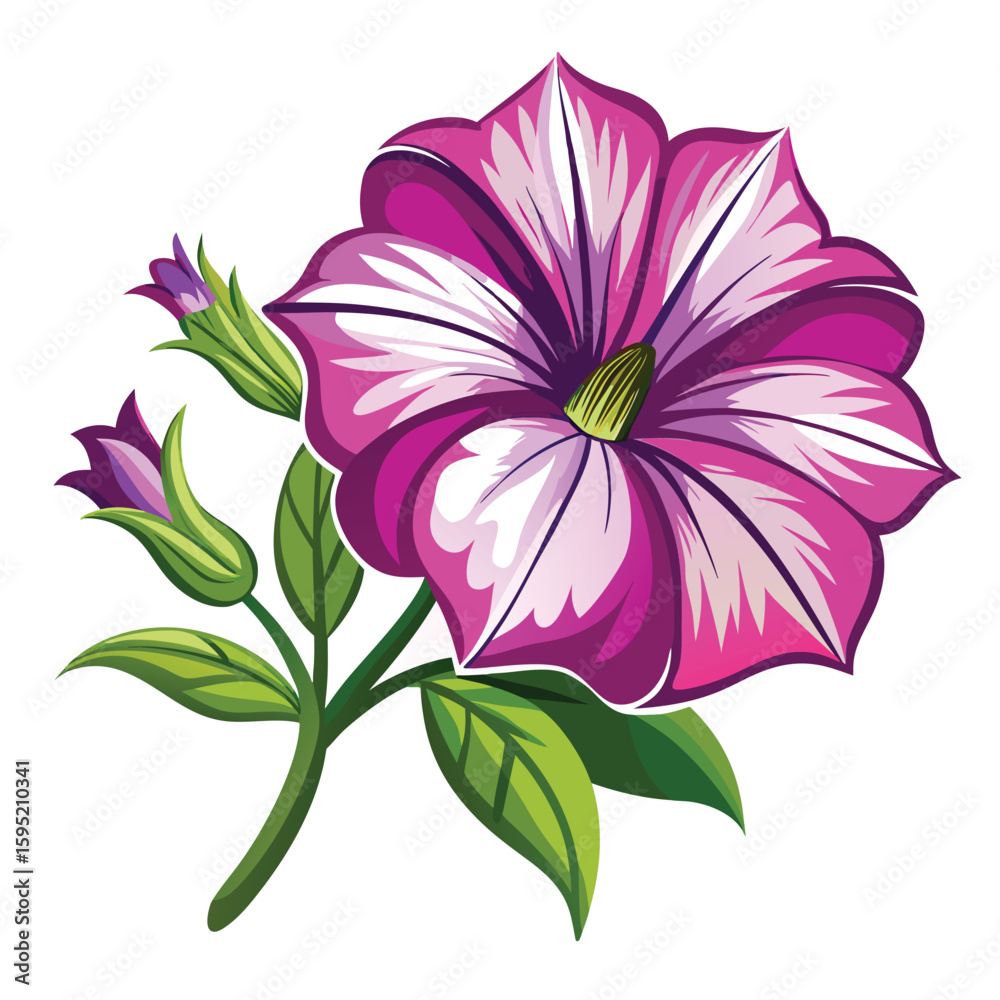 Obraz premium petunia flower on white 