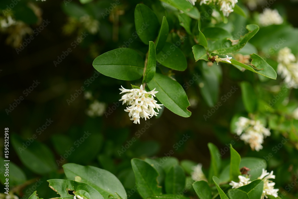 Fototapeta premium Ligustrum sinense with flowers and berries, known as Chinese privet