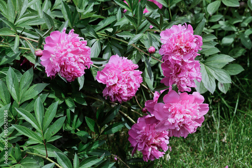 Fototapeta Naklejka Na Ścianę i Meble -  A bush of pink double peonies blooms in the garden