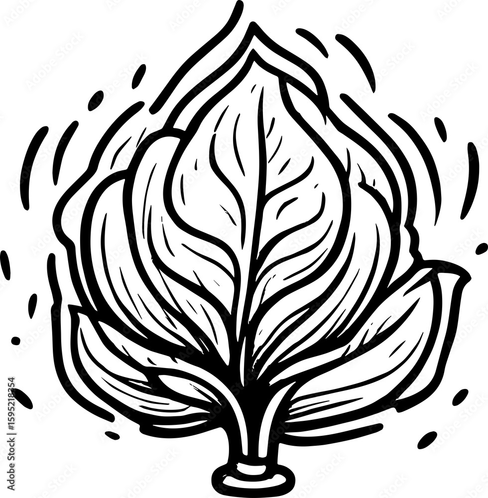 Obraz premium Lettuce or Cabbage line art icon 