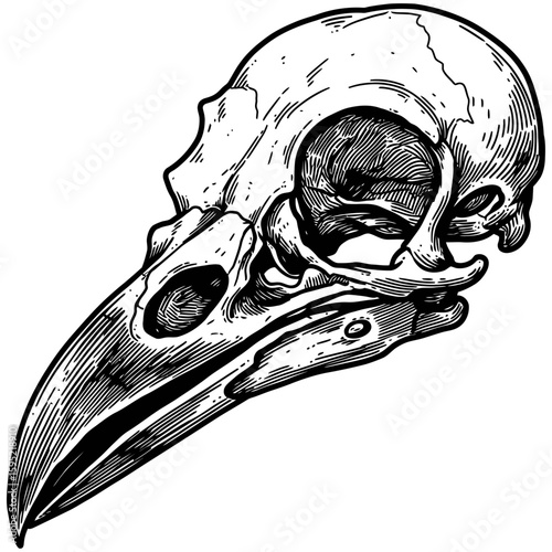 Vintage Vector Illustration of Raven with Exposed Skull – Gothic Bird Art"