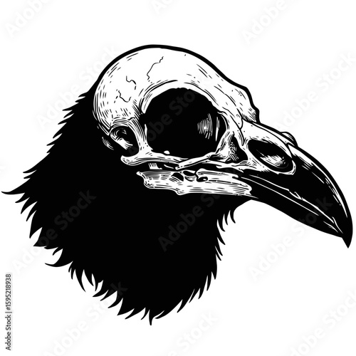 Vintage Vector Illustration of Raven with Exposed Skull – Gothic Bird Art"