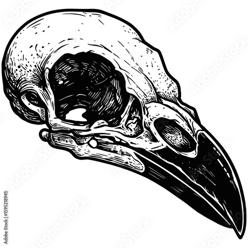 Vintage Vector Illustration of Raven with Exposed Skull – Gothic Bird Art"