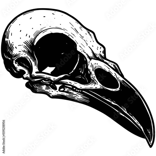 Vintage Vector Illustration of Raven with Exposed Skull – Gothic Bird Art"