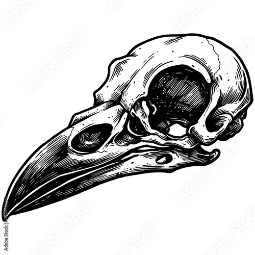 Vintage Vector Illustration of Raven with Exposed Skull – Gothic Bird Art"