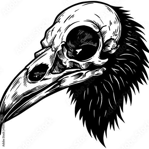 Vintage Vector Illustration of Raven with Exposed Skull – Gothic Bird Art"