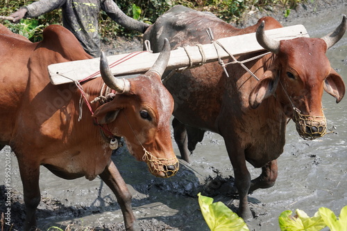 Close-up of two oxen harnessed together with a yoke and a wooden beam, used for plowing