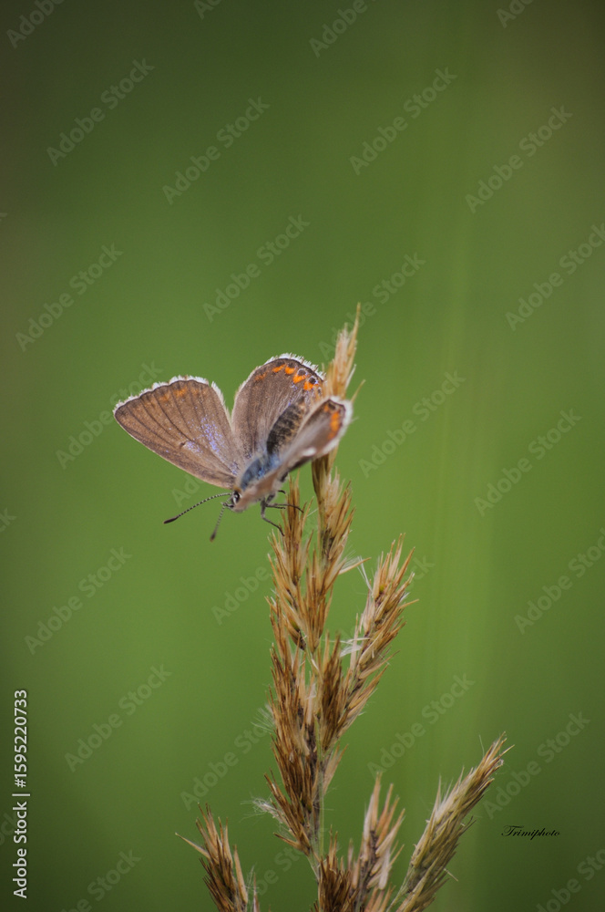 Fototapeta premium lepke egy kalászon