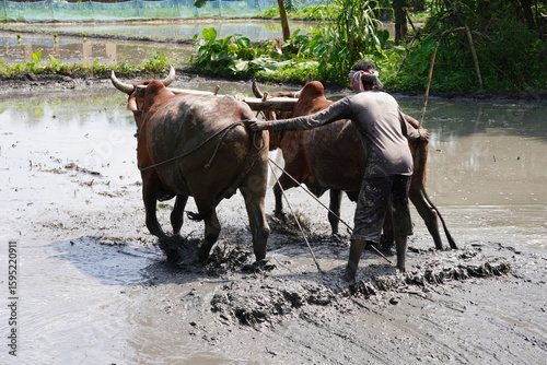 A farmer using oxen to plow a muddy field, likely for rice cultivation, a traditional farming method