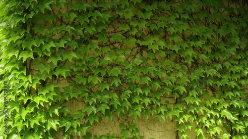 Parthenocissus tricuspidata foliage growing on a wall