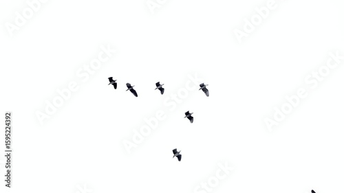 A flock of birds flying in the sky isolated on white background
