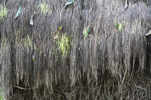 Fotografie Dry Straw and Emerging Green Vegetation on Vertical Surface Showing Natural Regr