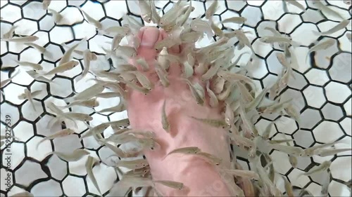 A foot immersed in a fish spa. Numerous small fish are actively nibbling at the skin of the foot, set against a backdrop of clear water and a mosaic-tiled basin.