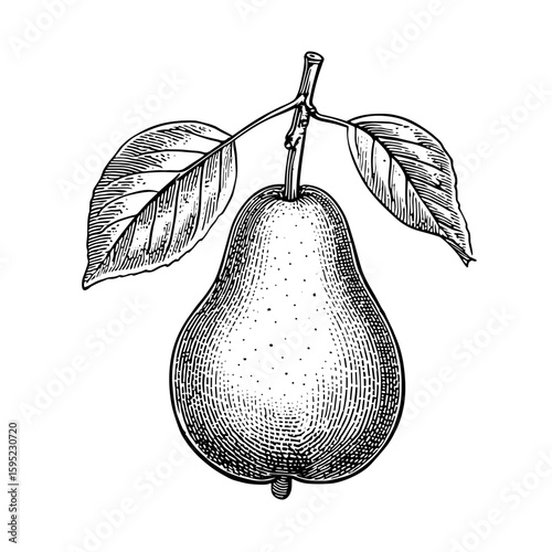 Botanical engraving of a pear with leaves on a stem  