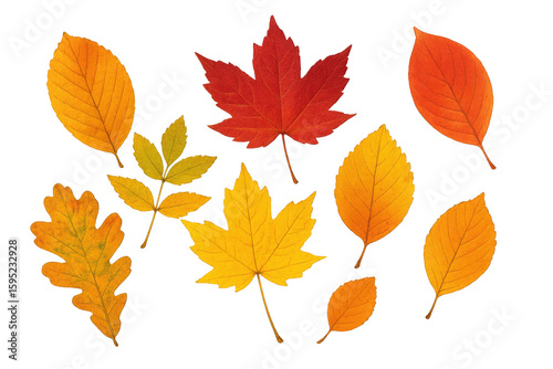 Vibrant autumn leaves in various colors and shapes falling against a transparent background, creating a seasonal design element