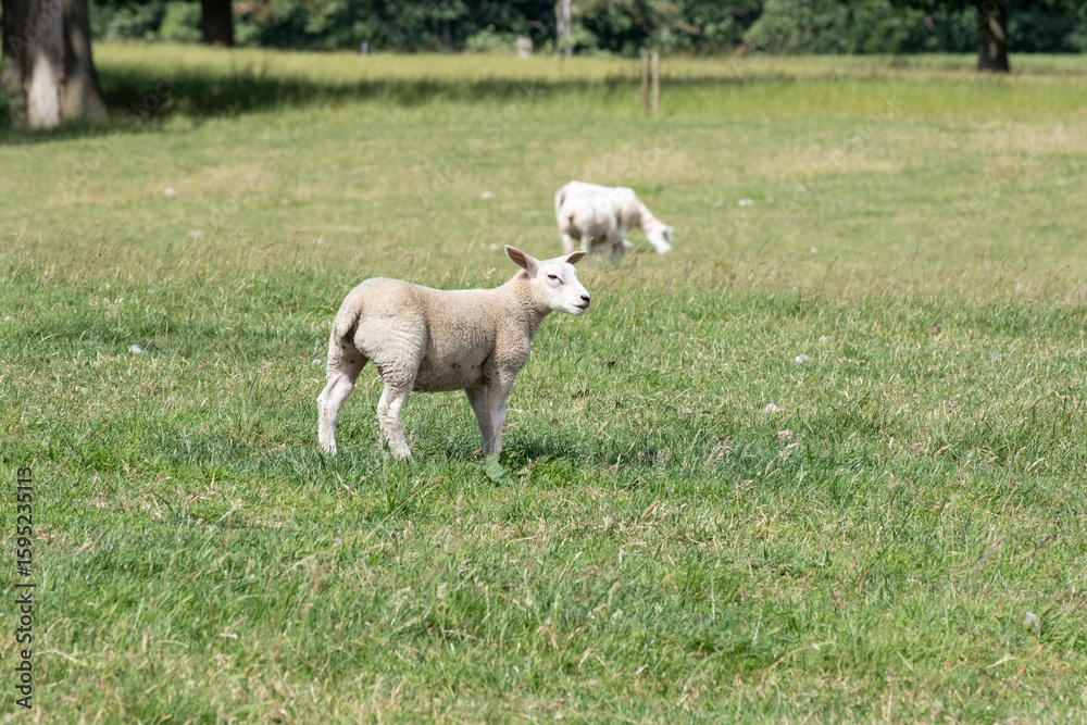 Obraz premium lamb and sheep in a field in summer