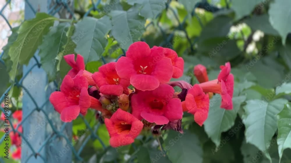 Cluster of Trumpet Vine Flowers Blooming Vividly Against a Green Leafy Backdrop and Blue Wire Fence. Cluster of Trumpet Vine Flowers Blooming Vividly Against a Green Leafy Backdrop and Blue Wire Fence.