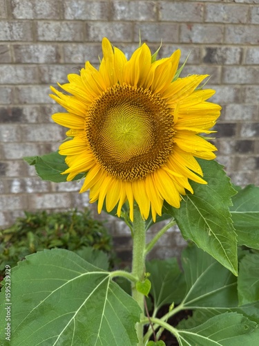 A beautiful vibrant sunflower in close-up