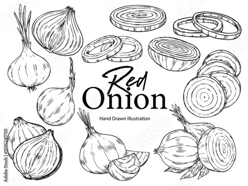 Set of hand drawn red onion outline drawing food illustration