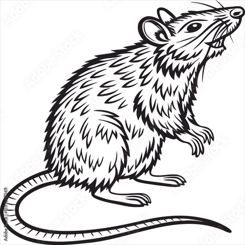 vector illustration of a squirrel rat