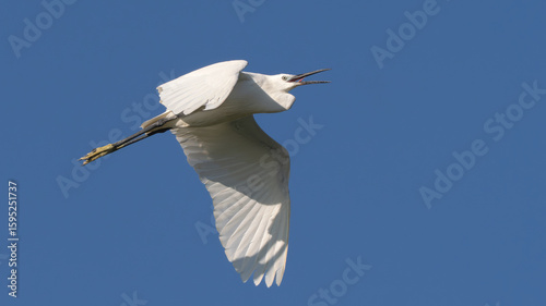 Foto White little egret bird ardea alba flying wings spread blue background