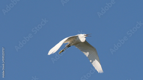 Foto White little egret bird ardea alba flying wings spread blue background